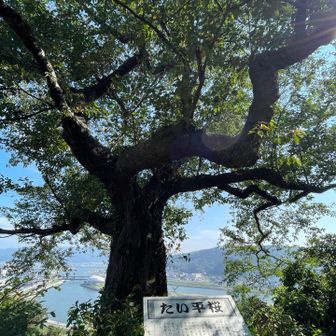 たい平桜 だって
ふむふむ