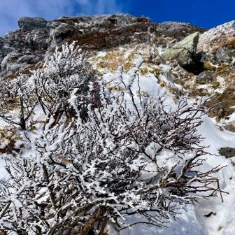 霧氷にムヒョーなんていう元気はないけれど