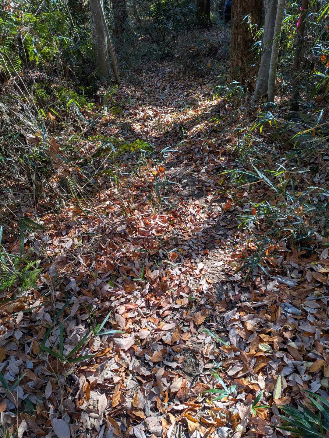 落葉🍂🍂🍂だらけで滑りやすい…