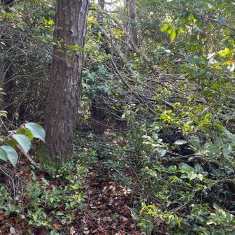 帰りも登山道不明瞭の藪漕ぎ💦  枝がほっぺに当たってイタタ…😖
