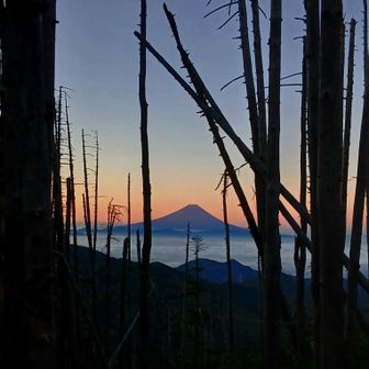 木々のすき間からなんとか撮影
早朝の幻想的な富士山