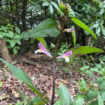 唯一の花活
ミヤマママコマ