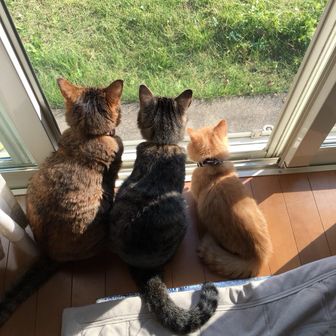 タホ