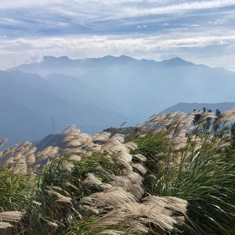 風になびくススキと石鎚連山。雲多いけどこんな景色もいい。