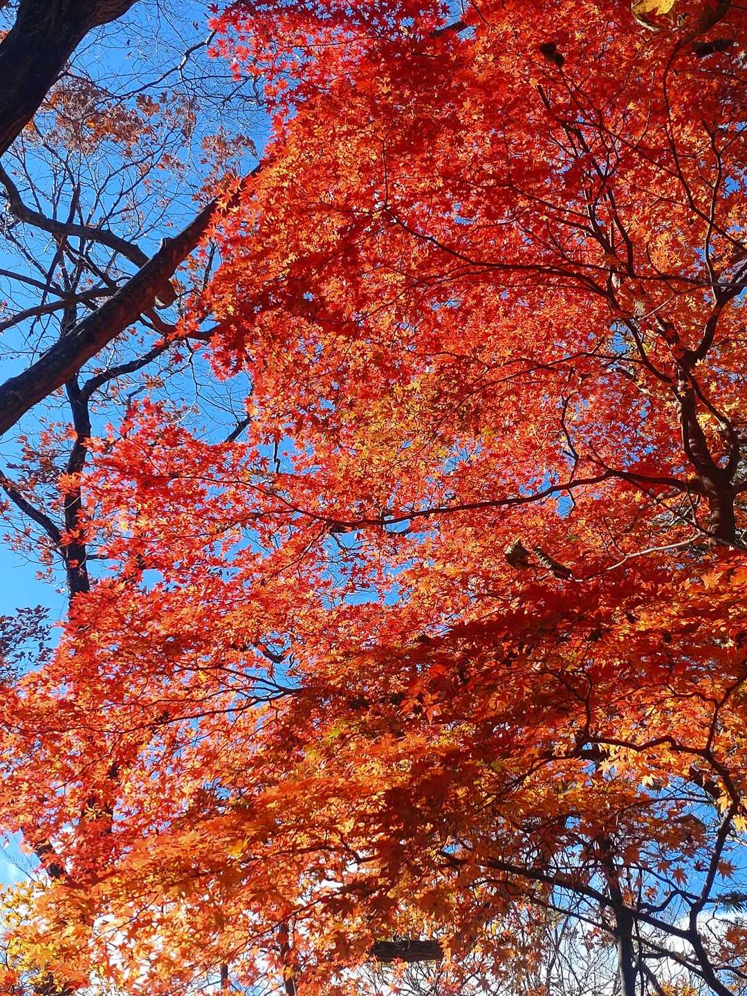 山頂の青空と紅葉🍁