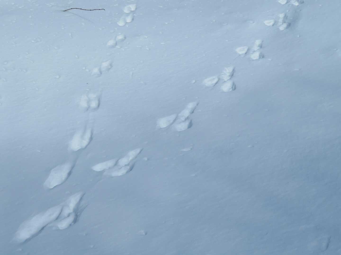 うさぎの足跡
