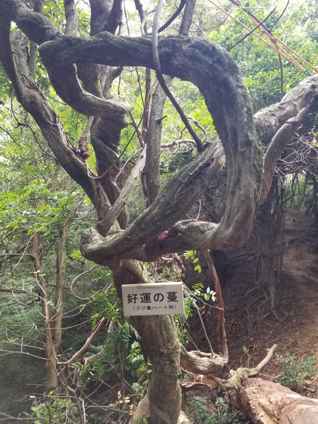 十二坊遊歩道入口-十二坊 周回コースの写真