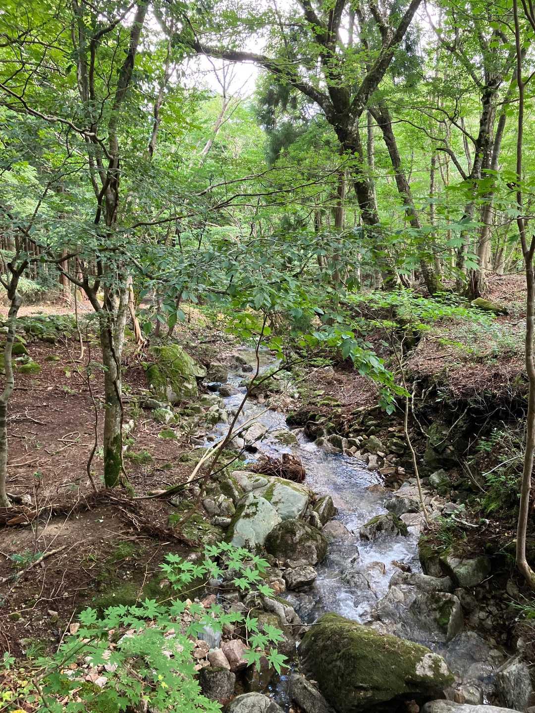 沢沿いを歩いて戻ります‼️