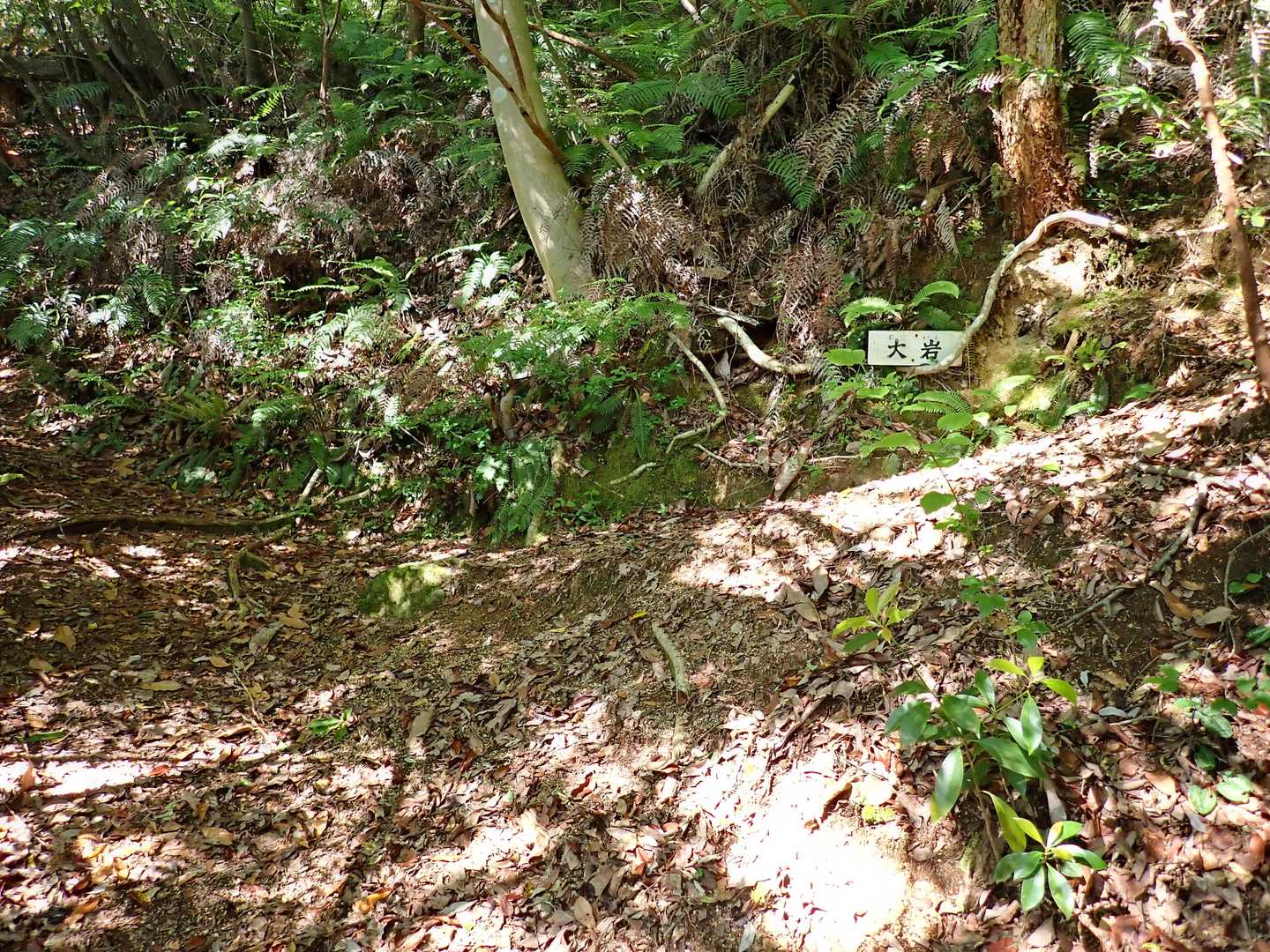右折して大岩に寄り道。