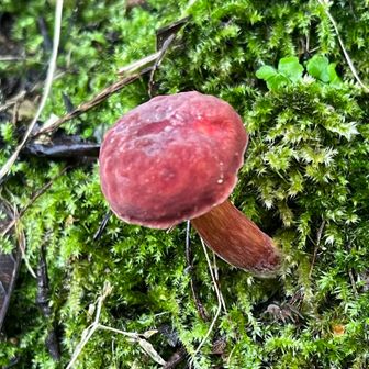 今日もキノコ祭りでした🍄‍🟫🍄