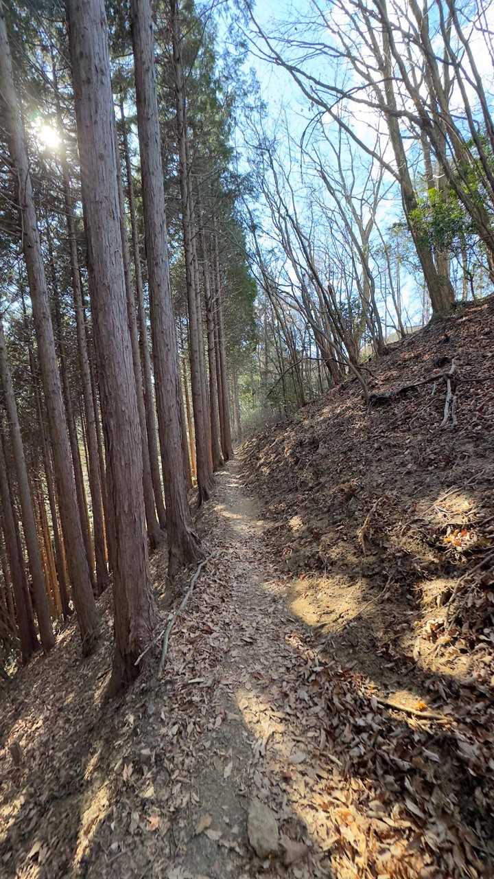 御岳山、鍋割山、大岳山 の写真 12