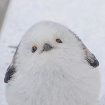 マロのおさんぽ