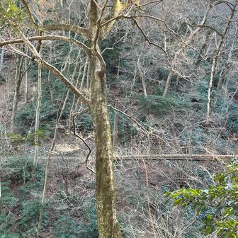 普通に「みやま橋」を通るルートで🚶‍♂️‍➡️