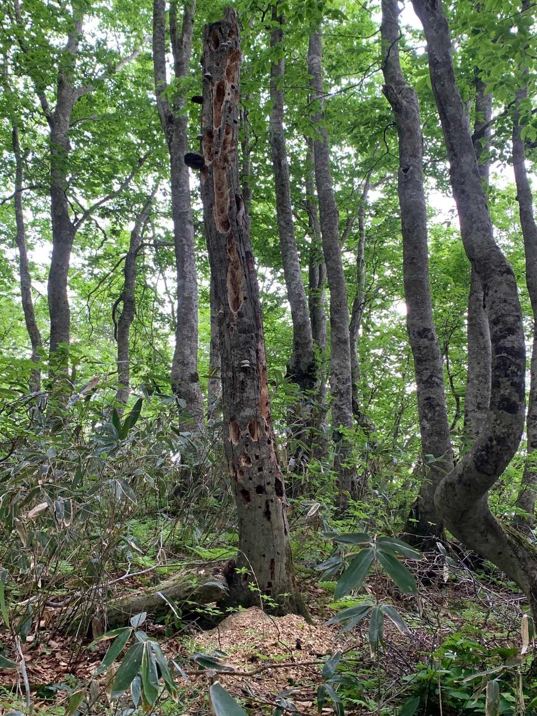 キツツキの木🌲
なくなるのは時間の問題❓