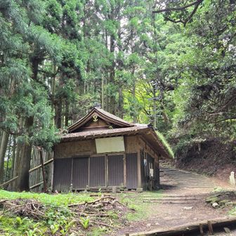 ハナ売り場
ハナといっても樒、愛宕神社は榊でなく火伏の樒が使われています