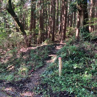 ここから登山道に入ります。