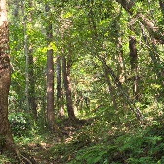 西の原登山道はい〜い感じ💚
