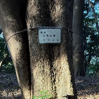 小つぶら登頂⛰️