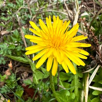 登りでは閉じていたタンポポさんも見事に開いてます🌼