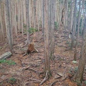 尾根に戻りバリエーションルートを進んで行きます。