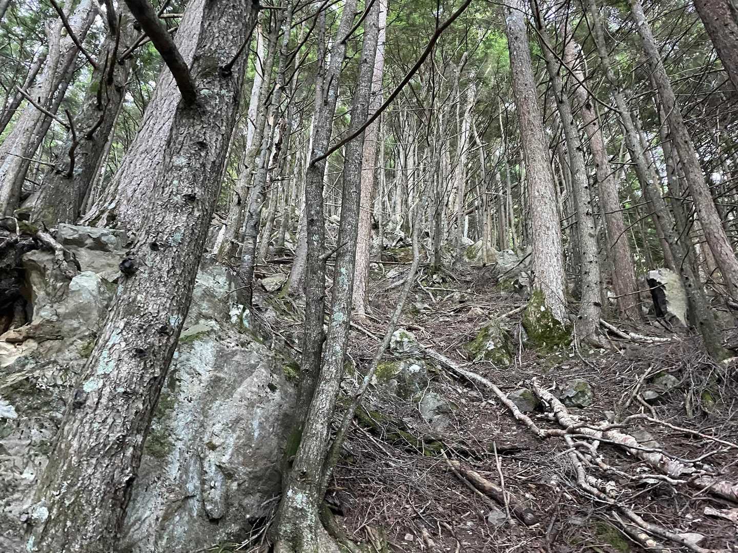 以降は横岳峠までひたすらの急登。