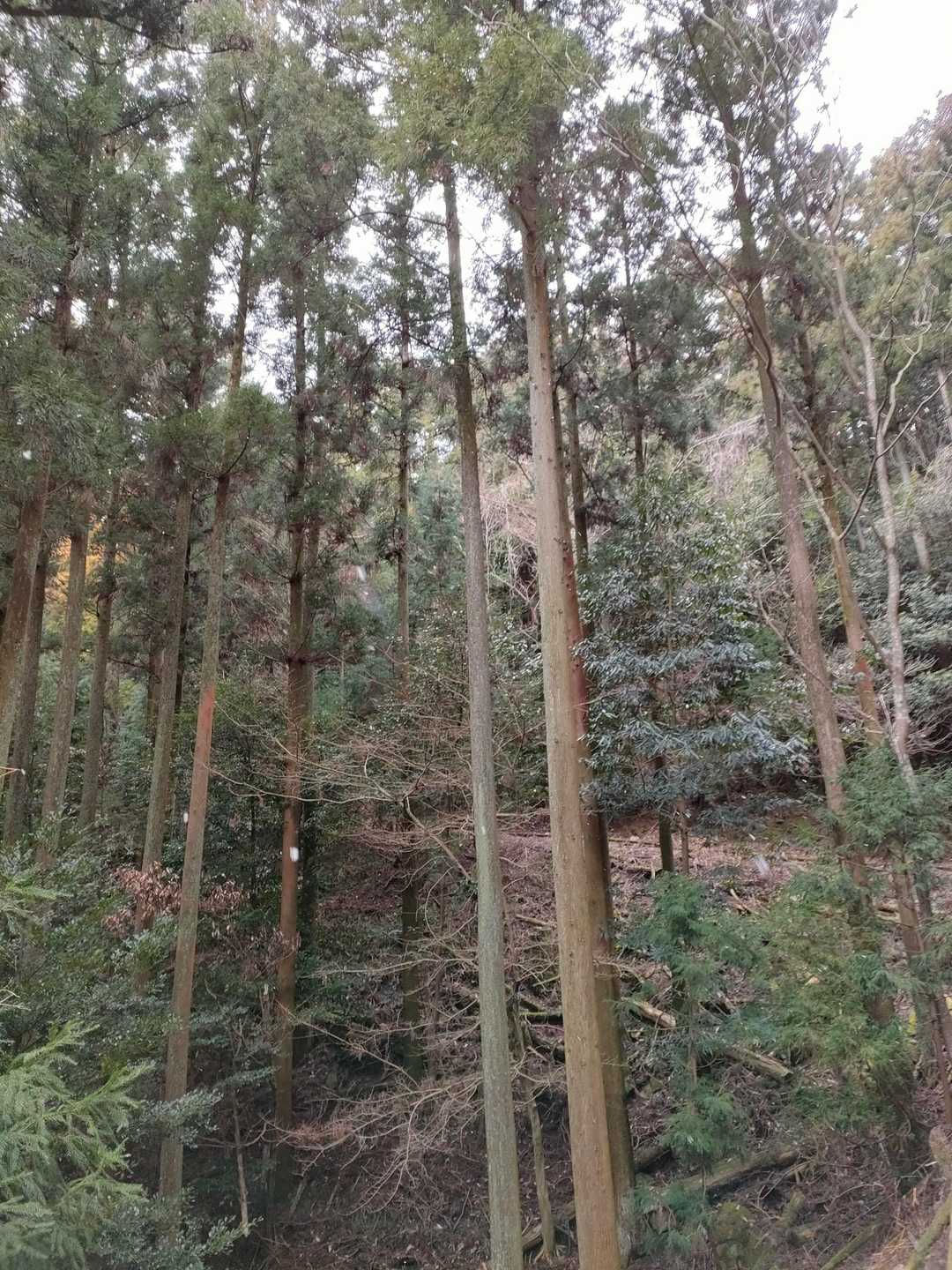 杉ですね💦