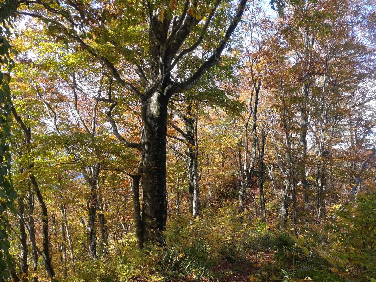 保呂羽山 周回コースの写真