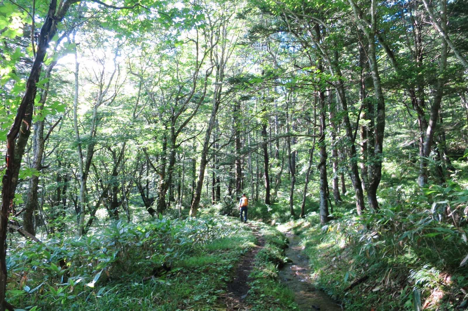 ラストは小川が流れる素敵ロードをしばらく歩きます。約半月ぶりにしっかりと山歩きしました。
やっぱり山はいいですね♬
劇団員のみんなのおかげで今日も楽しく山登りできました🙏