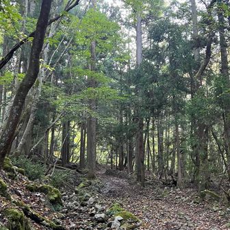 ちょっと平坦じゃなくなってきたかな。