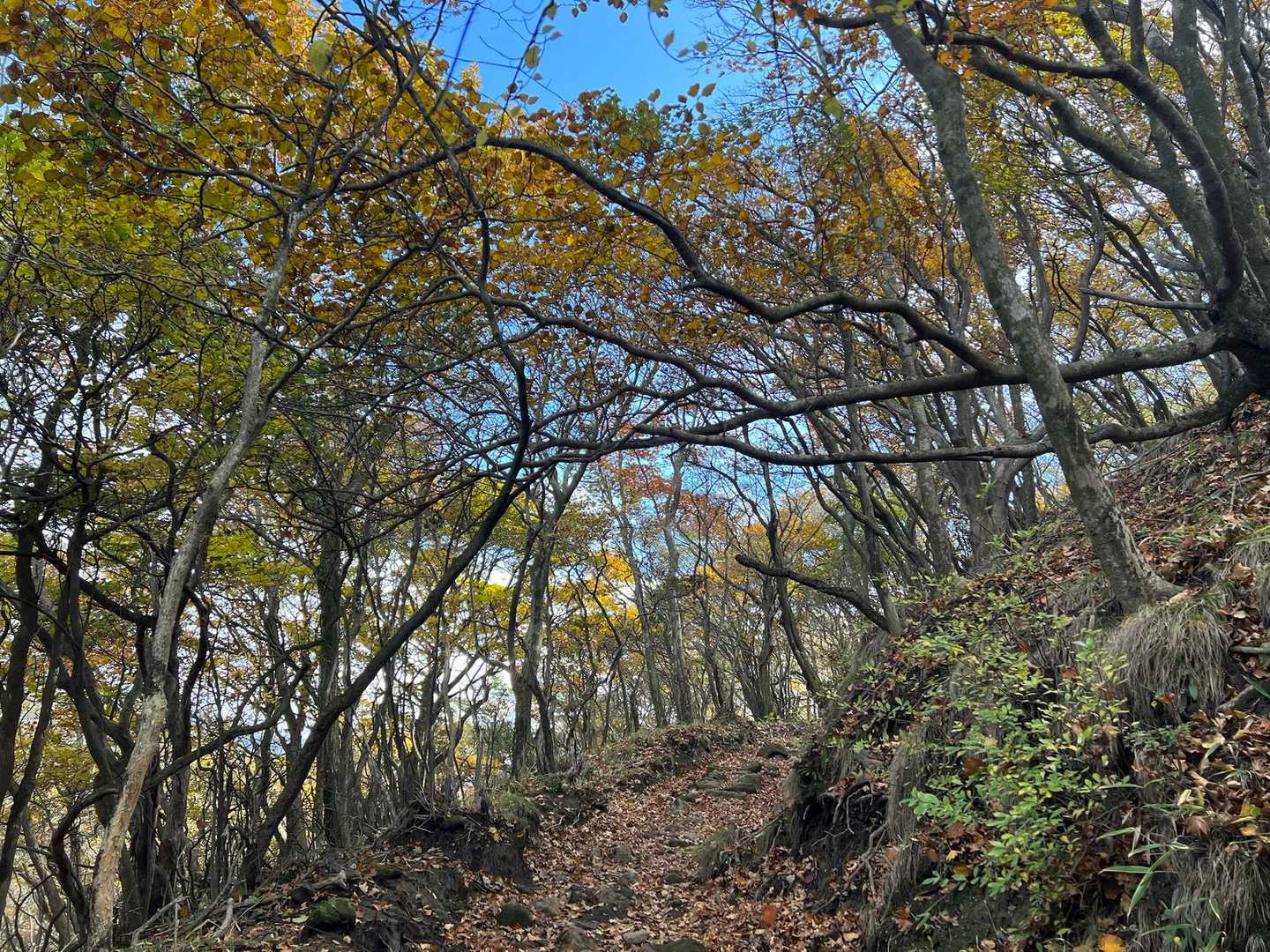 大波池の周りはとても歩きやすくて紅葉も良い🍁