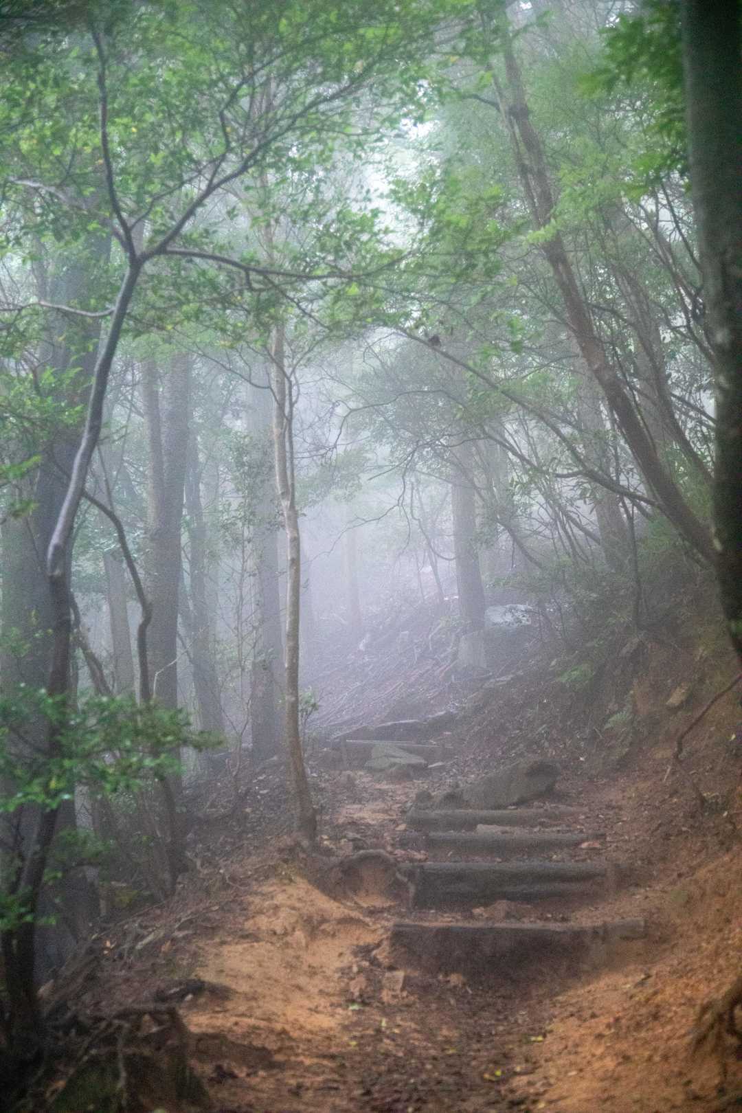 新神戸駅-滝山城跡登山口 縦走コースの写真