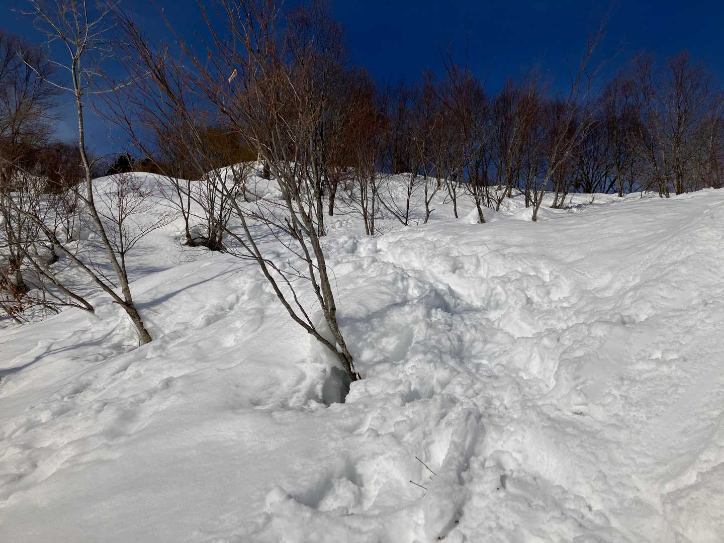 何撮ったんだろうシリーズ
多分、滑りまくって…あ、ストック雪にとられて、スポンって途中から外れたところだ
直ってよかった(;^ω^)夫に感謝