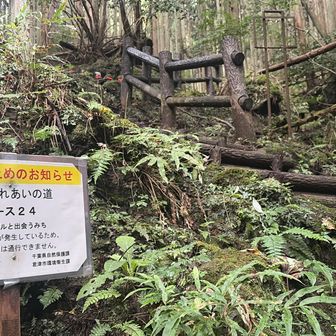 あれ？通行止め？