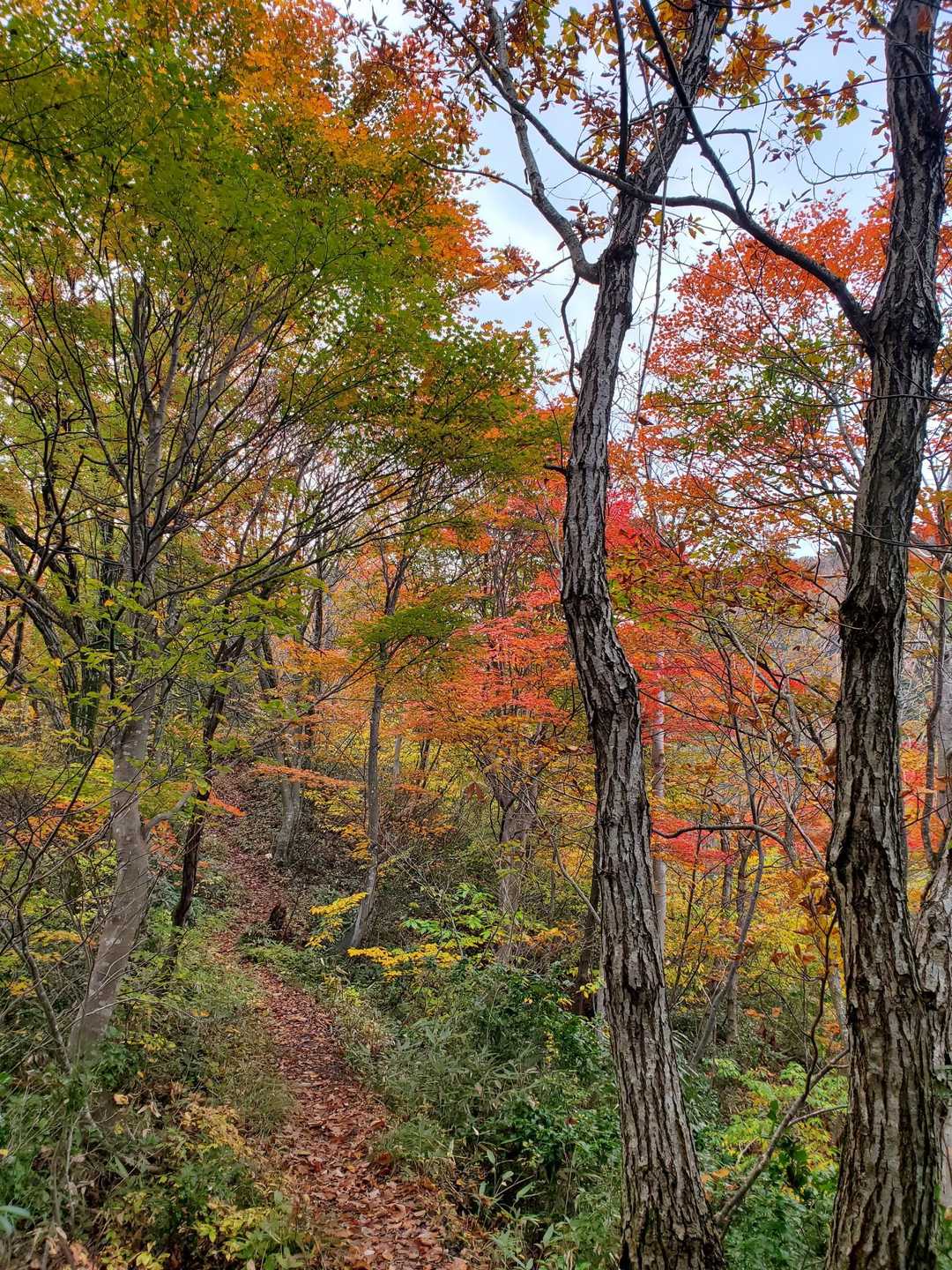 剣龍峡登山口-焼山 往復コースの写真