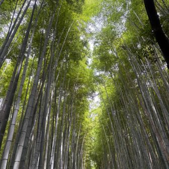 竹林の小径

萌黄色🎋