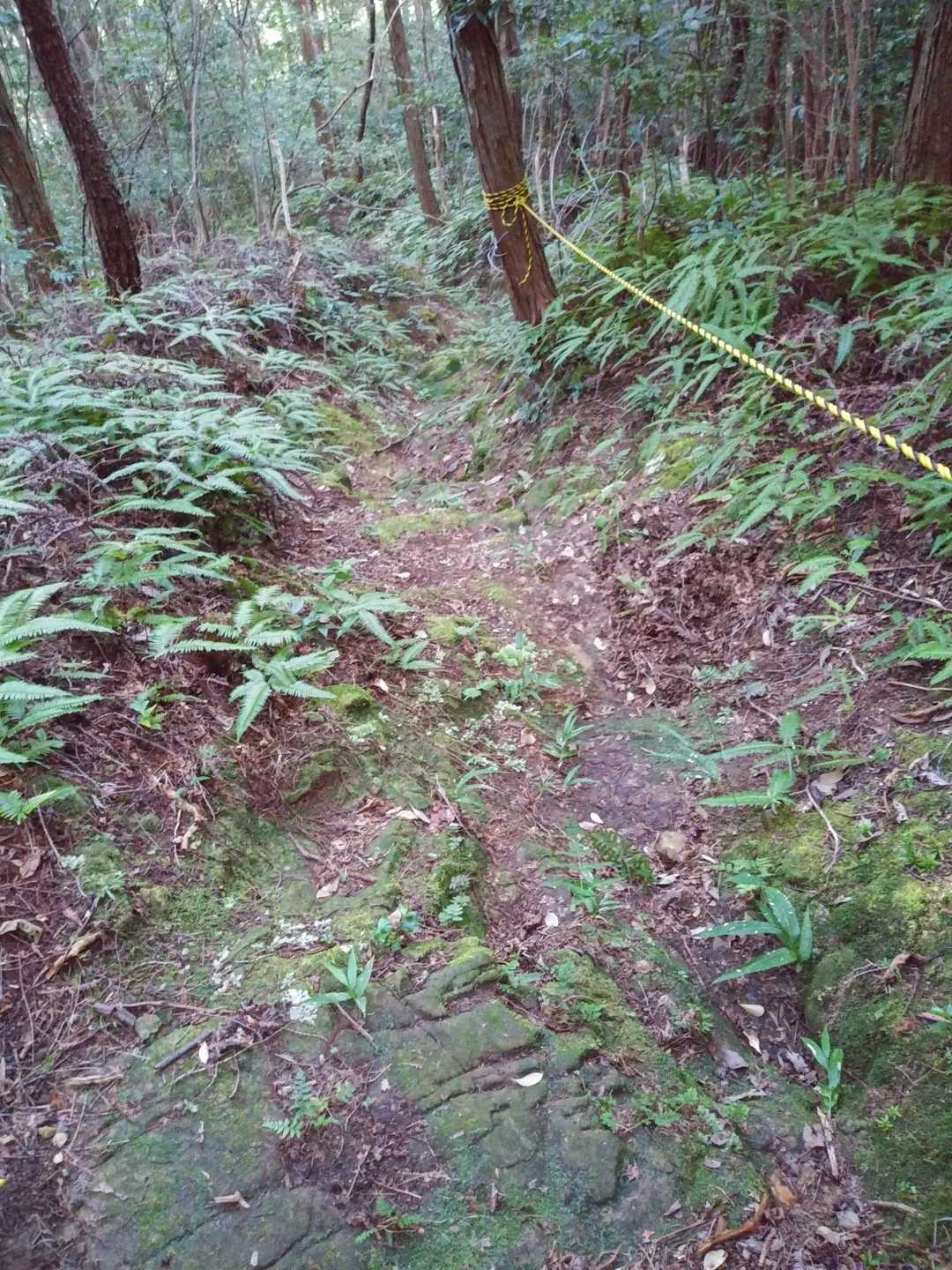 井ノ山登山道入口-井ノ山-琴平神社 往復コースの写真