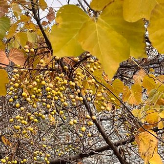 栴檀（センダン）
一説によると、団子🍡状の実が無数に連なる様子から、「千団子（せんだんご）」と呼ばれていたものが転化。