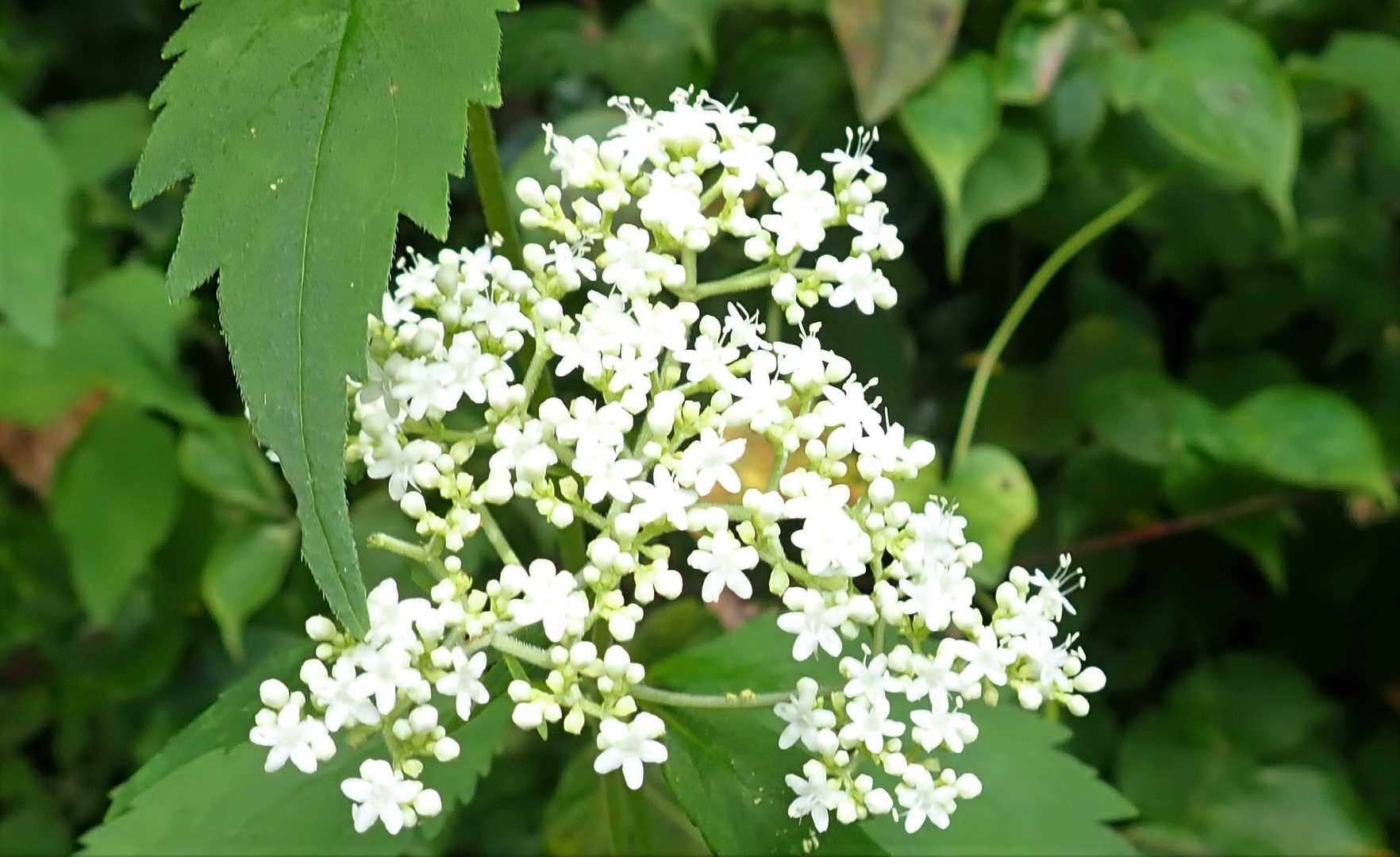 ズーム🔍…男郎花
女郎花に比べて逞しそうだから男郎花…
でも…小さな花が可愛らしい😀