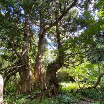 わわっ！立派な天然杉🌲✨