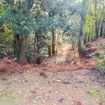 ここから奥院へ