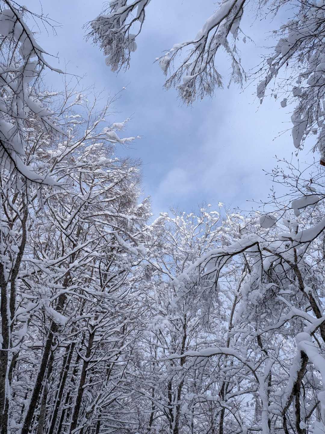 大平口-白鷹山 往復コースの写真