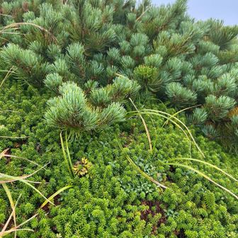 森の縮図🌳✨のように感じるのは、私だけかな