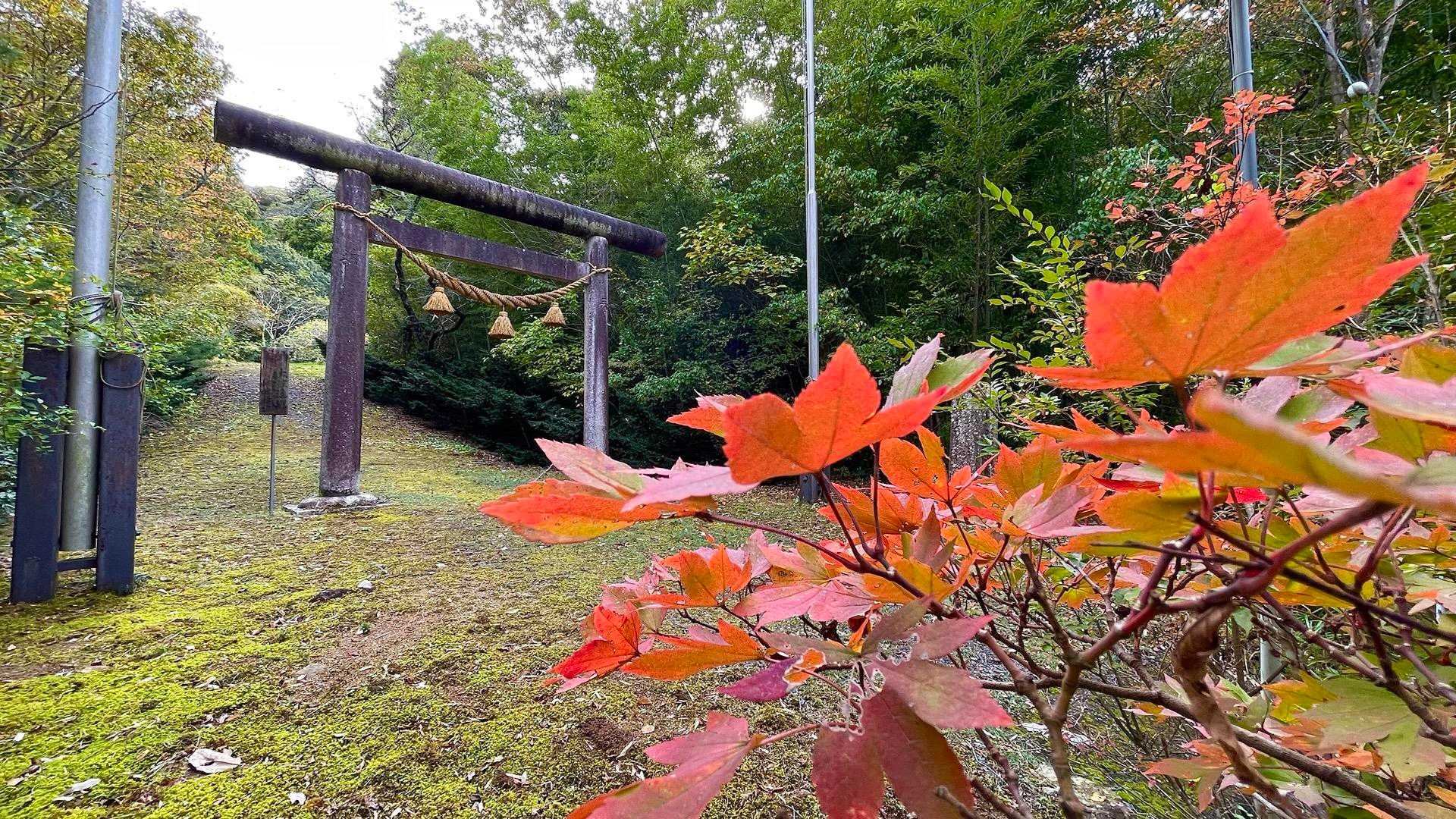 最初の石段を登ると最初の鳥居⛩️があります👌