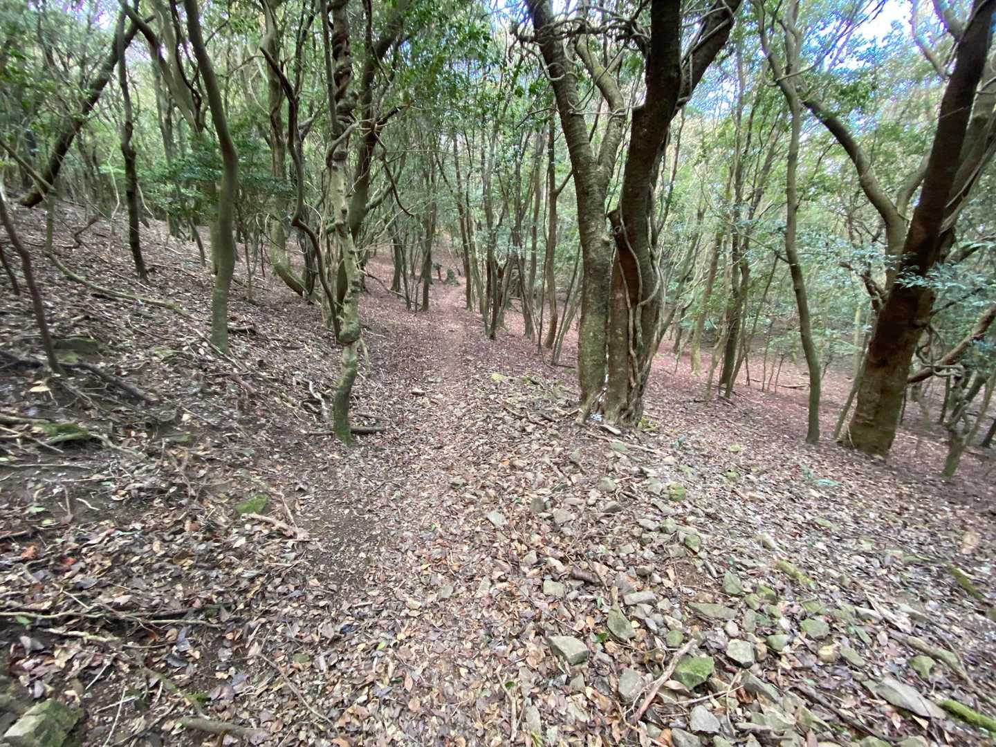 裏参道を緩やかに戻ります