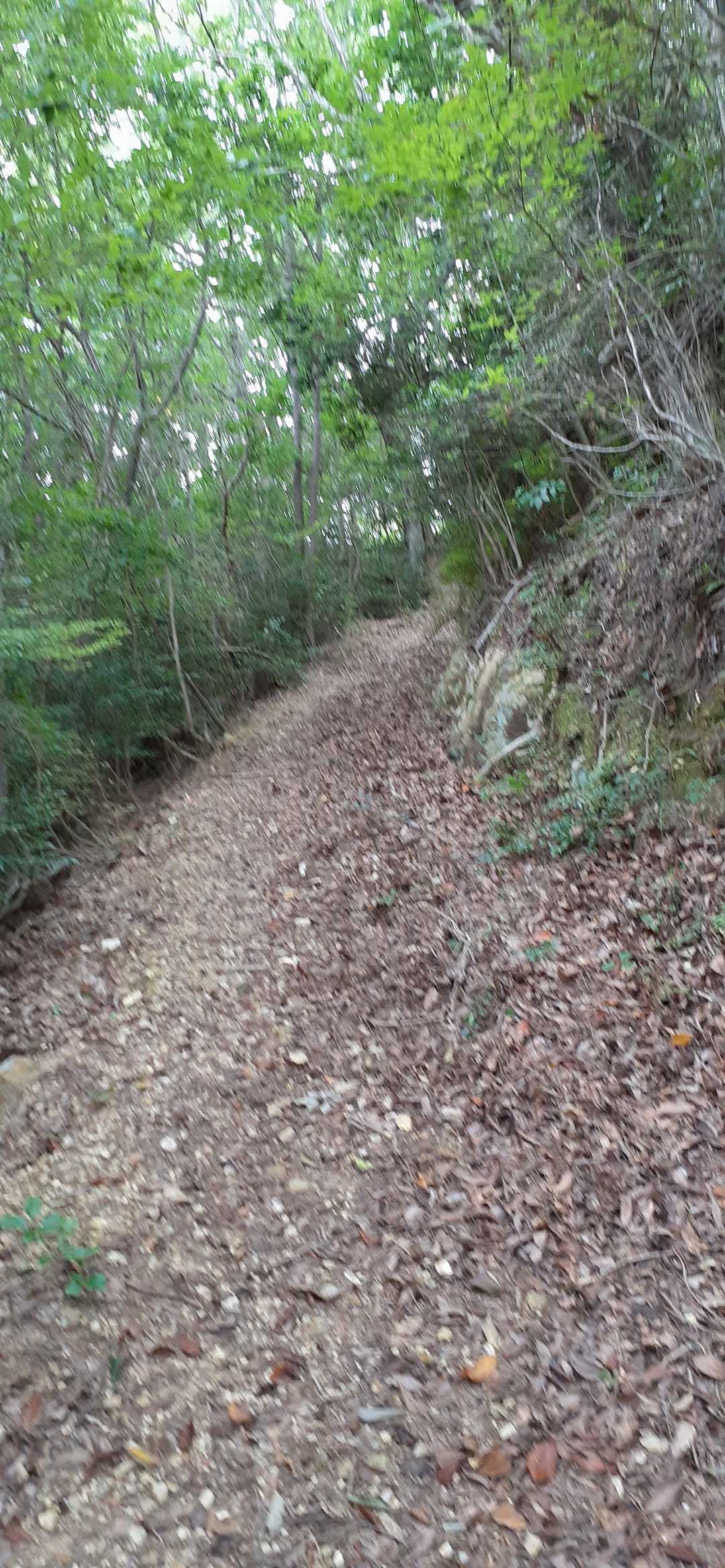 八坂峠-大峰山 往復コースの写真