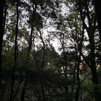 もうすぐサンライズ🌄
急げヽ(￣д￣;)ノ=3=3=3