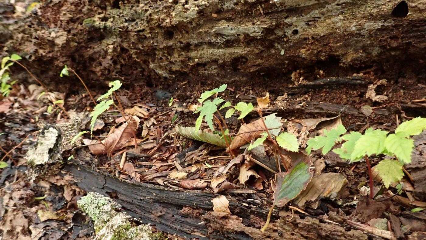 樹木としては死んでいるが、森の中での役割はしっかり果たしている。
人間は死んだら・・・、無理。