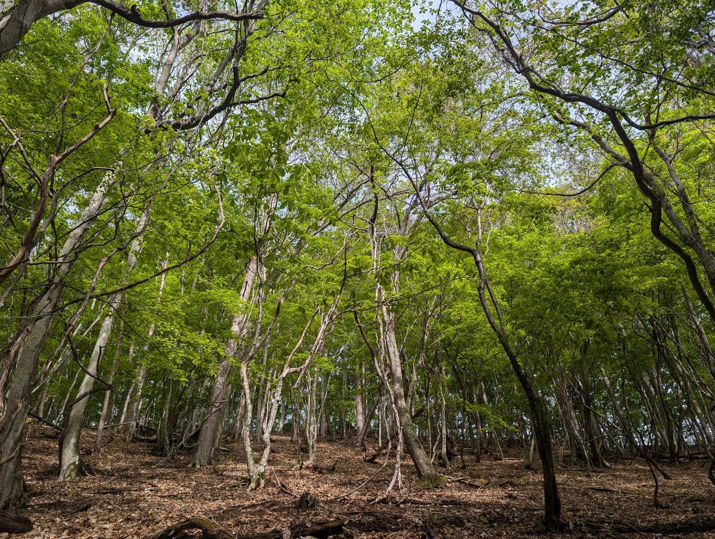 日留賀岳 往復コースの写真