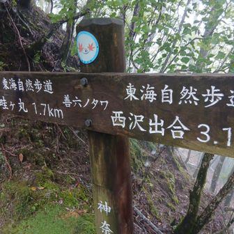 善六ノタワ　ここから畦ヶ丸までは歩いたことがある　普通の登山道なので歩きやすい