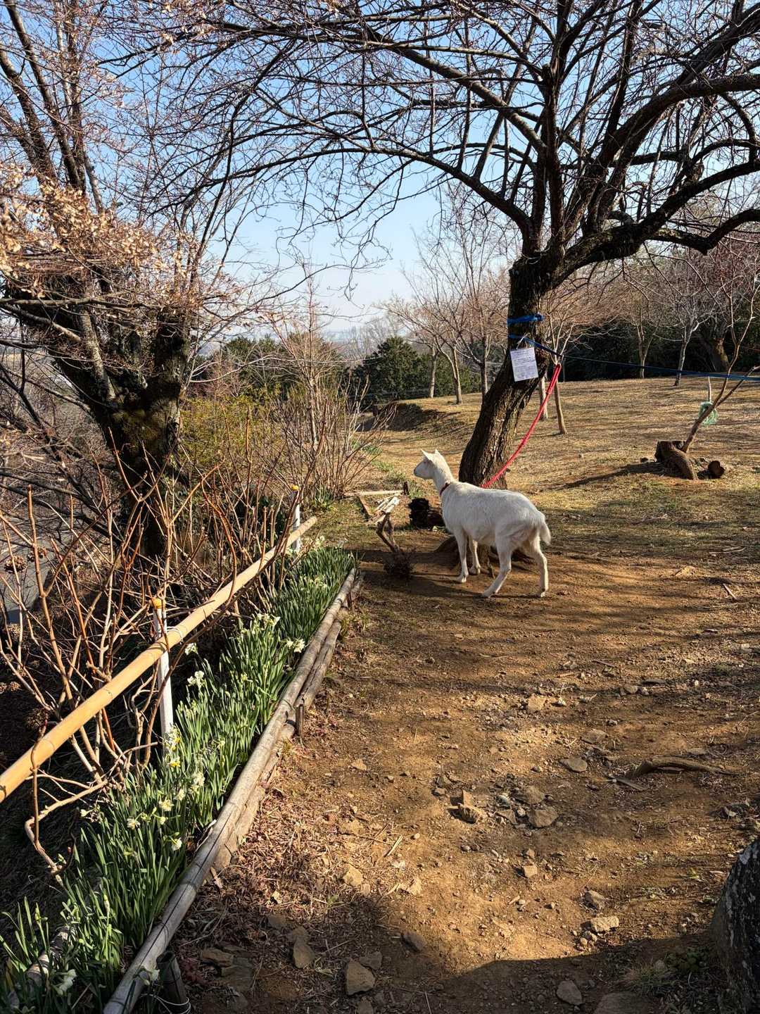 山門の脇に可愛い山羊がいました。